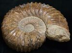Large ( Wide) Mantelliceras Ammonite #8754-4